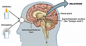 melatonina