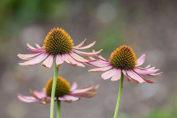 Echinacea (Echinacea angustifolia)